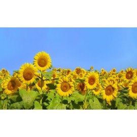 Tappeto vinilarreda dis. CAMPO DI GIRASOLI